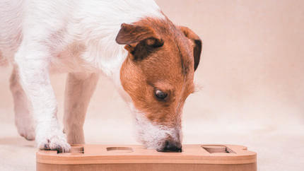 Crocchette cani appetitose