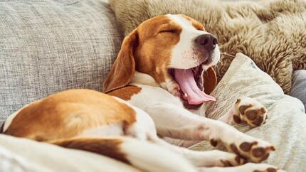 Dove vive meglio il tuo cane