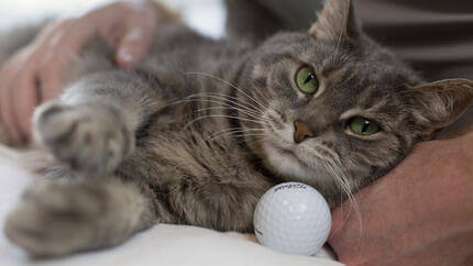 Gatto sterilizzato cosa cambia nel suo comportamento