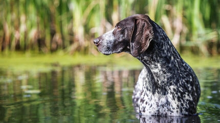 Pointer tedesco a pelo corto in acqua