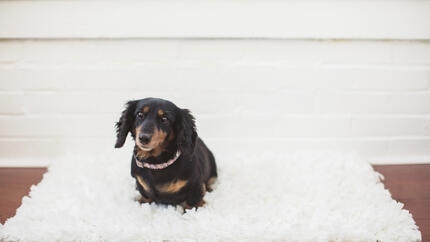 Cane bassotto nero e marrone seduto su un soffice tappeto 