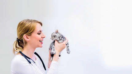 Prima visita gatto veterinario