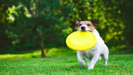 Razze cani piccola taglia giardino