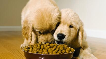 Un uomo che dà da mangiare al suo cane