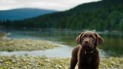 Viaggiare con il cane