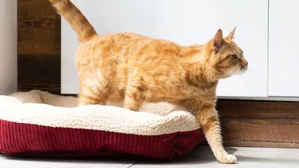 Gatto allo zenzero che esce dal letto del gatto