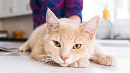 Gatto sdraiato sul tavolo della cucina