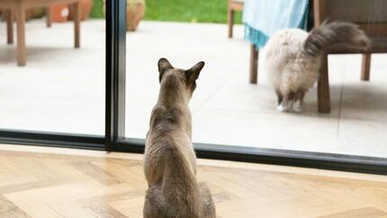 Gatto grigio che guarda fuori dalla finestra un altro gatto