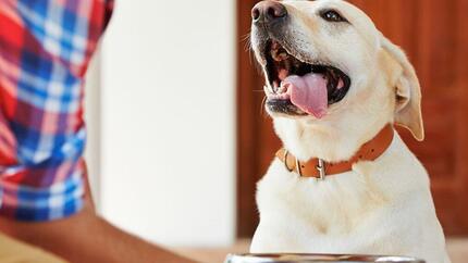 Happy dog with tongue sticking out