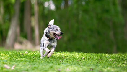 Cane che corre