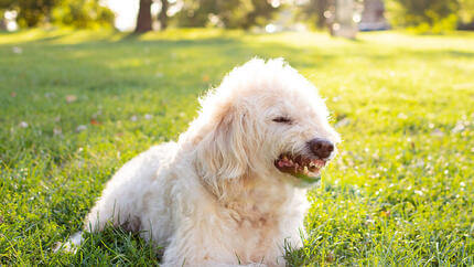 cane bianco che ringhia nel parco
