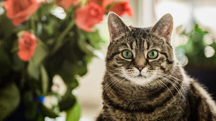 Gatto con gli occhi verdi che fissa la macchina fotografica