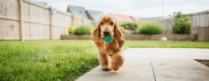 Attività all'aperto per cani