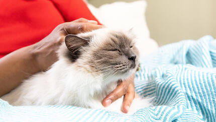 Person stroking cat on blanket