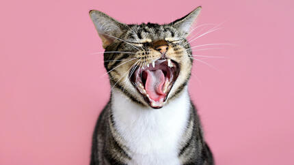 Cat yawning