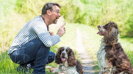 Dogs training with their owner 