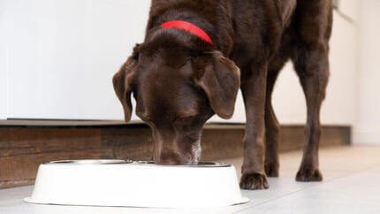 I cani possono mangiare il pane?