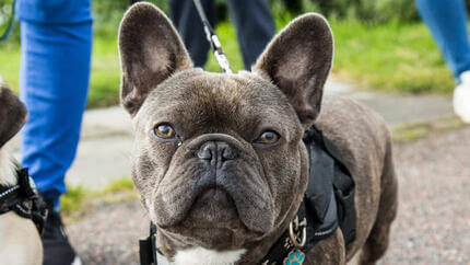 carlino e bulldog francese che camminano insieme