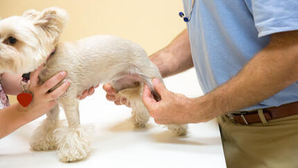 Vet checking a dog's paw