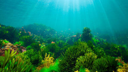 PURINA EUROPA LANCIA IL SUO PRIMO "OCEAN RESTORATION PROGRAM" CON L'OBIETTIVO DI RIPRISTINARE 1.500 ETTARI DI HABITAT MARINO ENTRO IL 2030