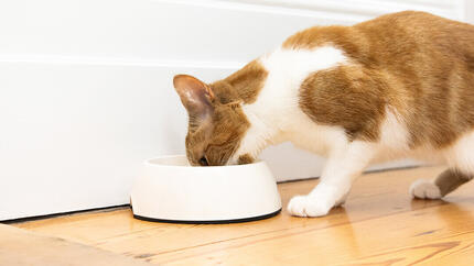 Zenzero e gatto bianco che mangiano da una ciotola bianca