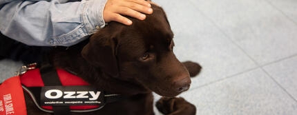 Cane accarezzato dal suo proprietario