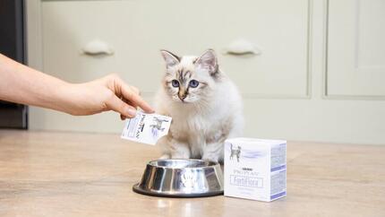 Probiotici per gatti: Perché sono così importanti