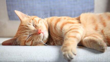 Posizioni in cui dormono i gatti: cosa significano?