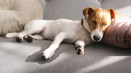 11 posizioni di sonno dei cani: cosa significano? | Purina