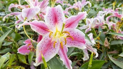 Giglio rosa
