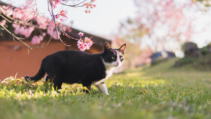 Gatto e albero in fiore