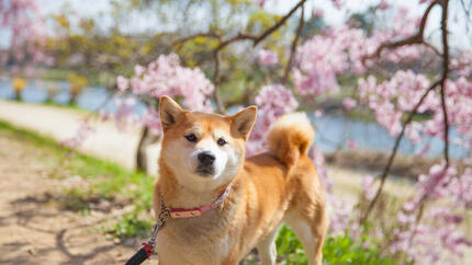 Fiori di cane e di ciliegio