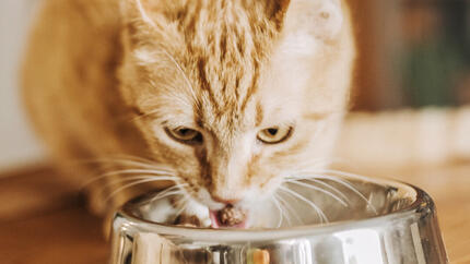 Gatto allo zenzero che mangia dalla ciotola