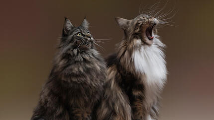 Gatti con pelliccia lunga