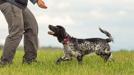 Persona che addestra il cane in un campo