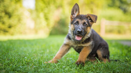 Cane pastore tedesco carino