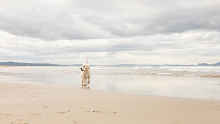 Cane su una spiaggia