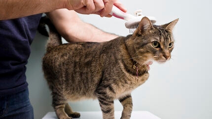 Gatto che viene spazzolato