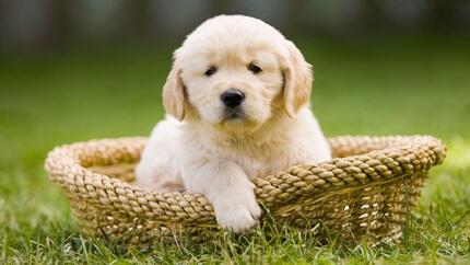 I migliori nomi italiani per cani