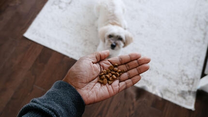 Scoprite il miglior cibo secco per cani di Purina