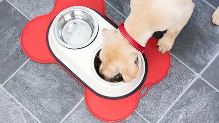 Alimentazione cane adulto: guida completa