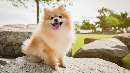30 razze di cani piccoli con pelo soffice