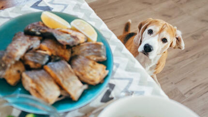 I cani possono mangiare lo sgombro?