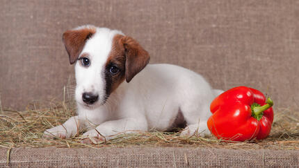 I cani possono mangiare i peperoni?