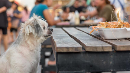 I cani possono mangiare i gamberi?