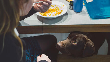 Quali alimenti umani possono e non possono mangiare i cani?