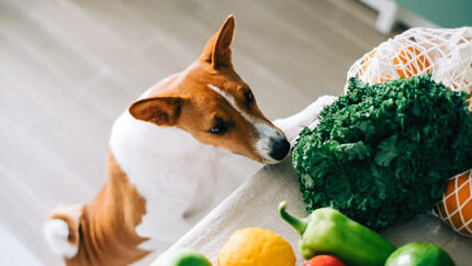 Cane che guarda le verdure