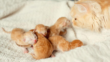 Quando aprono gli occhi i gattini?