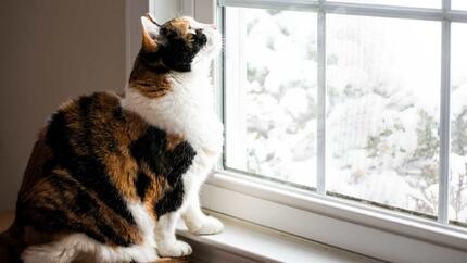 gatto guarda dalla finestra
