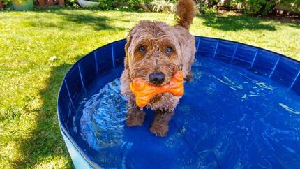 cane in piscina con osso